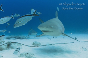 Bull Shark Face, Playa del Carmen Mexico by Alejandro Topete 